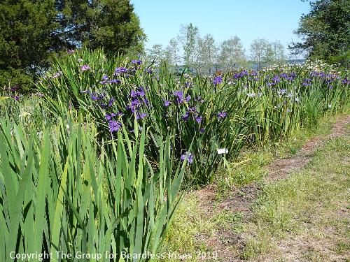 Iris view (1) 